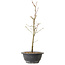 Acer palmatum Arakawa, 36 cm, ± 8 años de edad