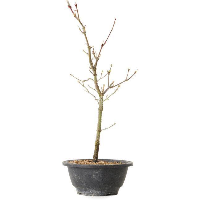 Acer palmatum Arakawa, 36 cm, ± 8 anni