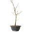Acer palmatum Arakawa, 36 cm, ± 8 years old