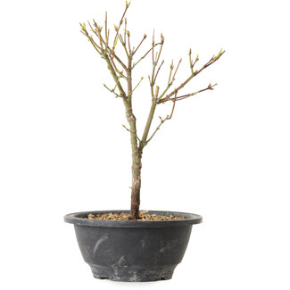 Acer palmatum Arakawa, 26 cm, ± 8 años de edad