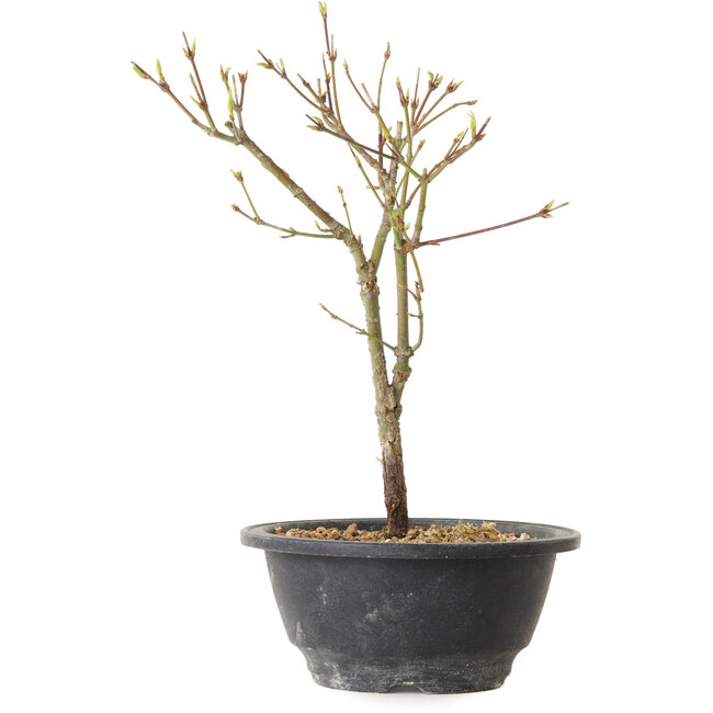 Acer palmatum Arakawa, 26 cm, ± 8 Jahre alt
