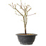 Acer palmatum Arakawa, 26 cm, ± 8 ans