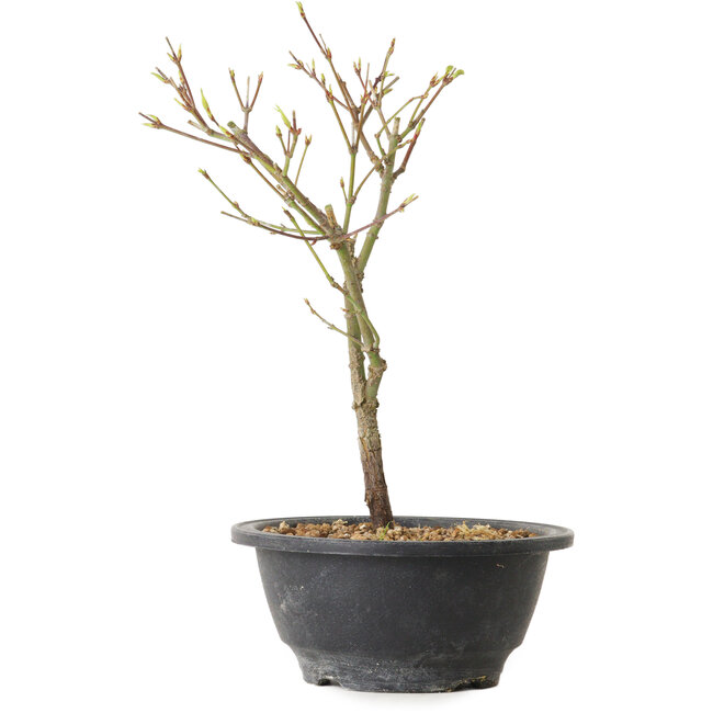 Acer palmatum Arakawa, 26 cm, ± 8 años de edad