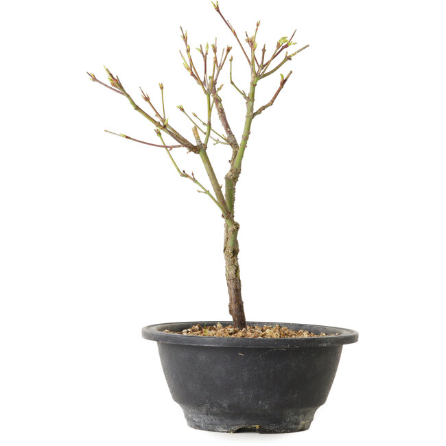 Acer palmatum Arakawa, 26 cm, ± 8 Jahre alt