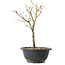 Acer palmatum Arakawa, 26 cm, ± 8 ans