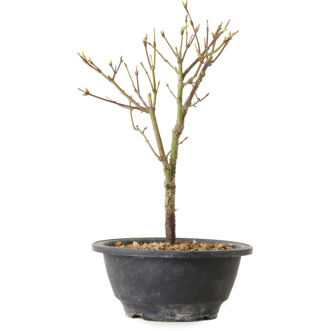 Acer palmatum Arakawa, 26 cm, ± 8 jaar oud