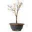 Acer palmatum Arakawa, 26 cm, ± 8 years old