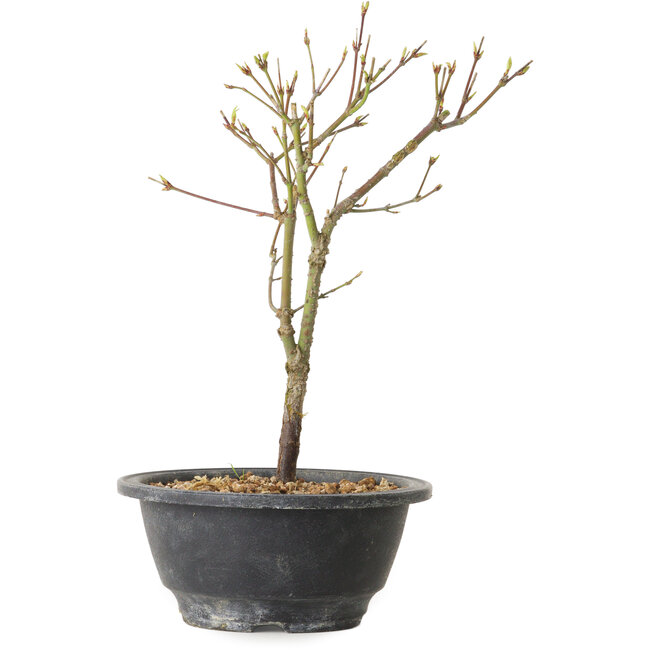 Acer palmatum Arakawa, 26 cm, ± 8 ans