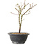 Acer palmatum Arakawa, 26 cm, ± 8 años de edad