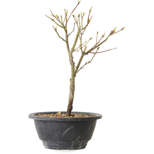 Acer palmatum Arakawa, 26 cm, ± 8 jaar oud