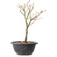 Acer palmatum Arakawa, 26 cm, ± 8 years old