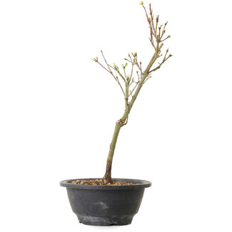 Acer palmatum Arakawa, 32 cm, ± 8 años de edad