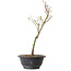 Acer palmatum Arakawa, 32 cm, ± 8 jaar oud
