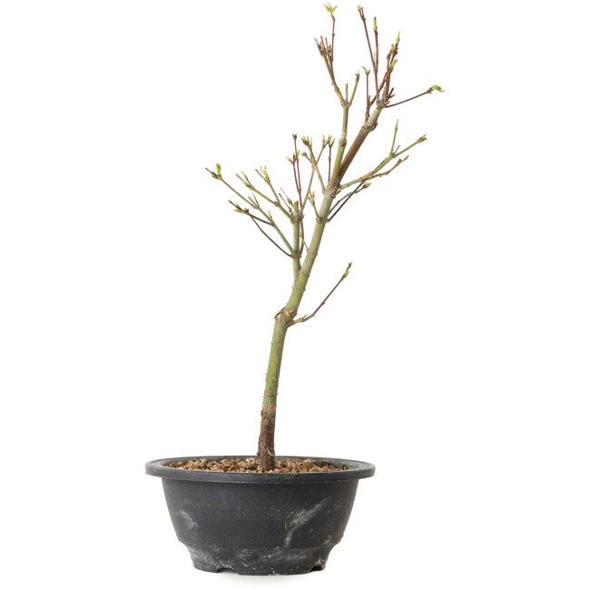 Acer palmatum Arakawa, 32 cm, ± 8 años de edad