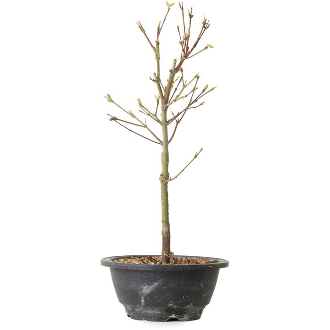 Acer palmatum Arakawa, 32 cm, ± 8 years old