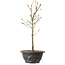 Acer palmatum Arakawa, 32 cm, ± 8 years old