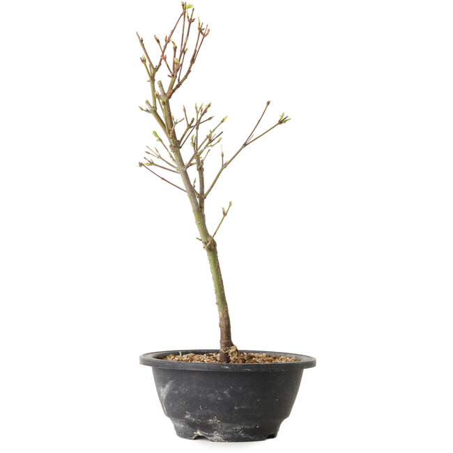 Acer palmatum Arakawa, 32 cm, ± 8 anni