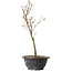 Acer palmatum Arakawa, 32 cm, ± 8 Jahre alt