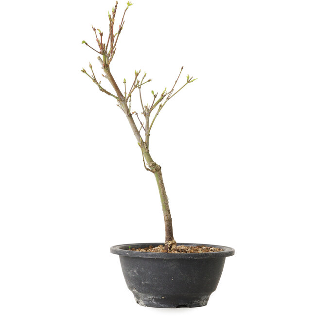 Acer palmatum Arakawa, 32 cm, ± 8 ans