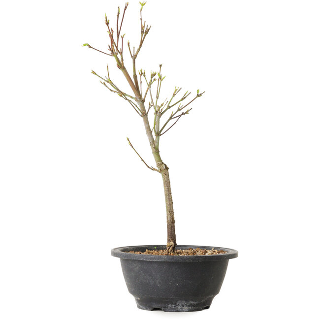 Acer palmatum Arakawa, 32 cm, ± 8 años de edad