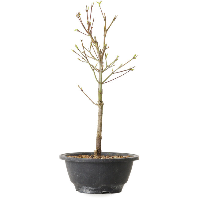 Acer palmatum Arakawa, 32 cm, ± 8 Jahre alt