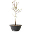 Acer palmatum Arakawa, 32 cm, ± 8 Jahre alt