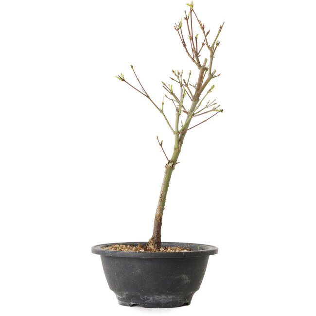 Acer palmatum Arakawa, 32 cm, ± 8 años de edad