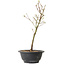 Acer palmatum Arakawa, 32 cm, ± 8 ans