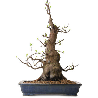 Pseudocydonia sinensis, 62 cm, ± 25 anni