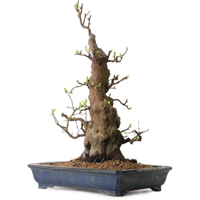 Pseudocydonia sinensis, 62 cm, ± 25 anni, con un nebari di 37 cm