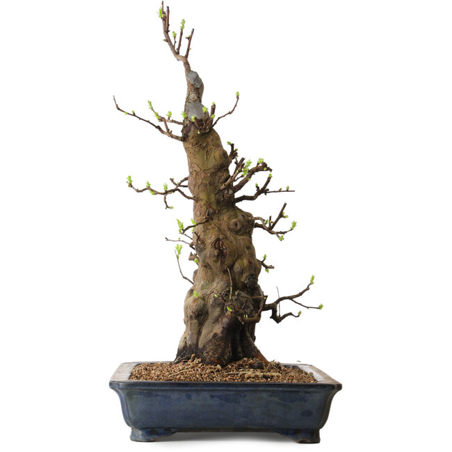 Pseudocydonia sinensis, 62 cm, ± 25 anni, con un nebari di 37 cm