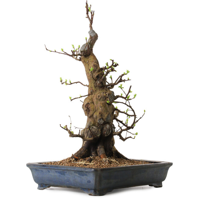 Pseudocydonia sinensis, 62 cm, ± 25 anni, con un nebari di 37 cm