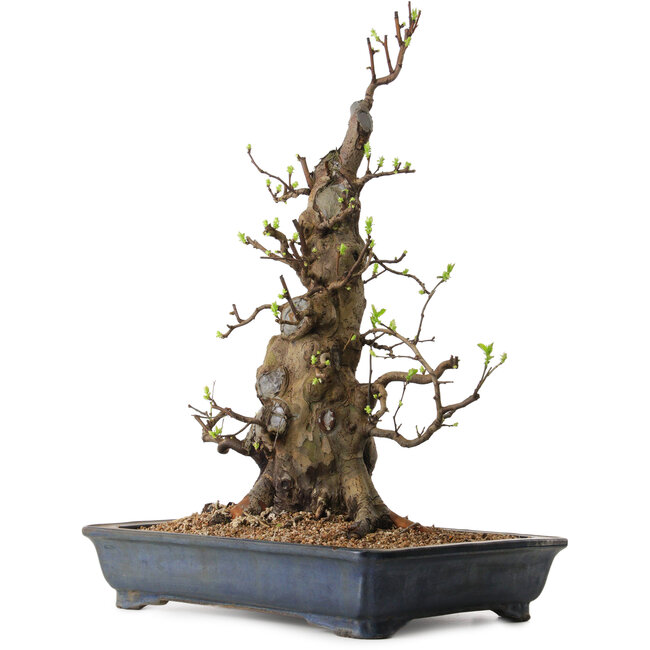 Pseudocydonia sinensis, 62 cm, ± 25 anni, con un nebari di 37 cm