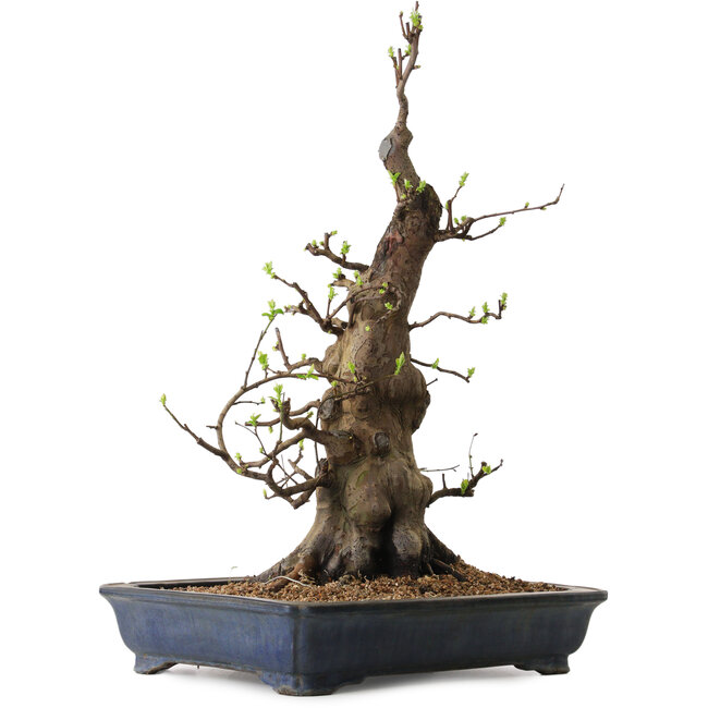 Pseudocydonia sinensis, 62 cm, ± 25 anni, con un nebari di 37 cm