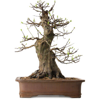 Pseudocydonia sinensis, 60 cm, ± 25 anni