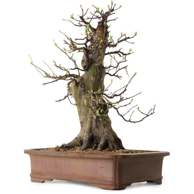 Pseudocydonia sinensis, 60 cm, ± 25 anni, con nebari di 20 cm