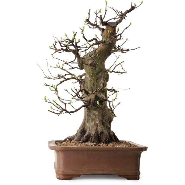 Pseudocydonia sinensis, 60 cm, ± 25 anni, con nebari di 20 cm