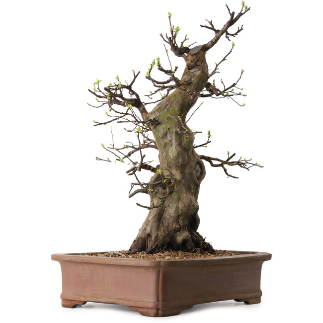 Pseudocydonia sinensis, 60 cm, ± 25 anni, con nebari di 20 cm