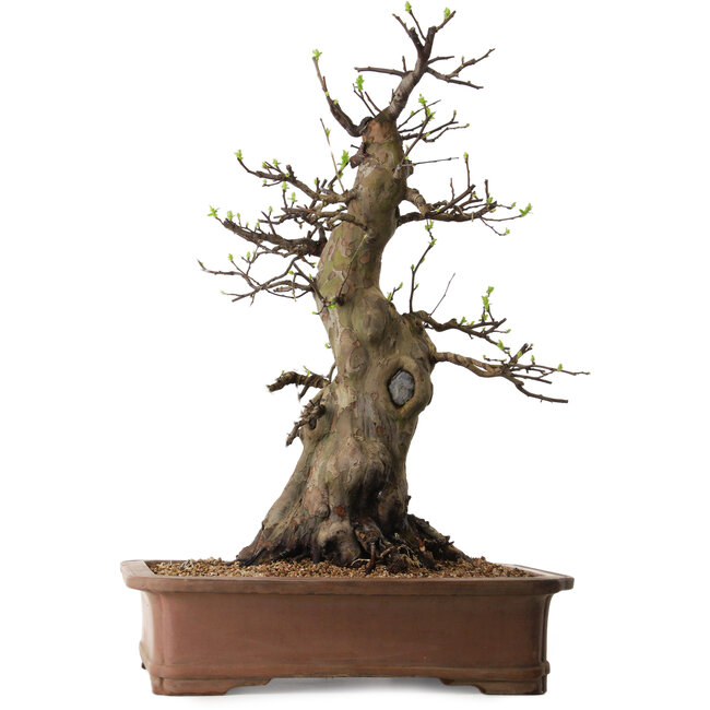 Pseudocydonia sinensis, 60 cm, ± 25 anni, con nebari di 20 cm