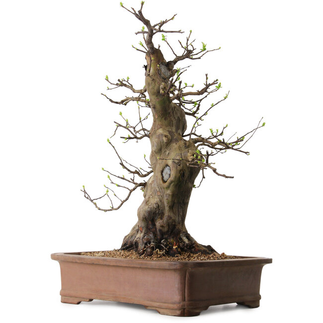 Pseudocydonia sinensis, 60 cm, ± 25 anni, con nebari di 20 cm