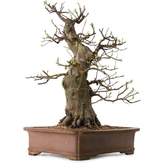 Pseudocydonia sinensis, 60 cm, ± 25 anni, con nebari di 20 cm