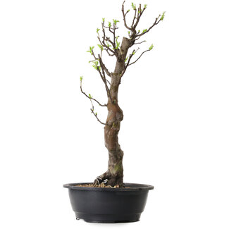 Pseudocydonia sinensis, 63 cm, ± 12 ans