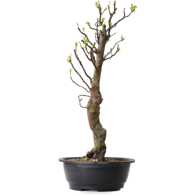 Pseudocydonia sinensis, 63 cm, ± 12 ans