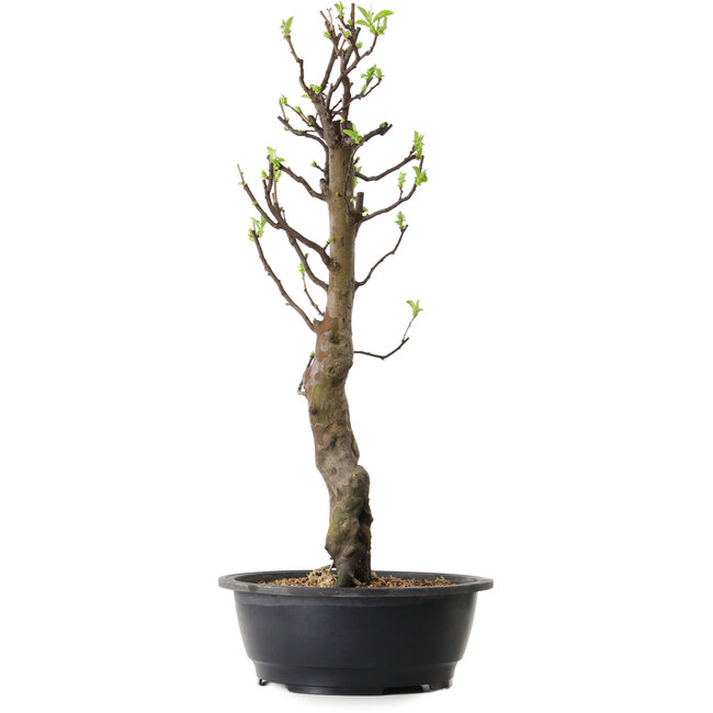 Pseudocydonia sinensis, 63 cm, ± 12 años de edad