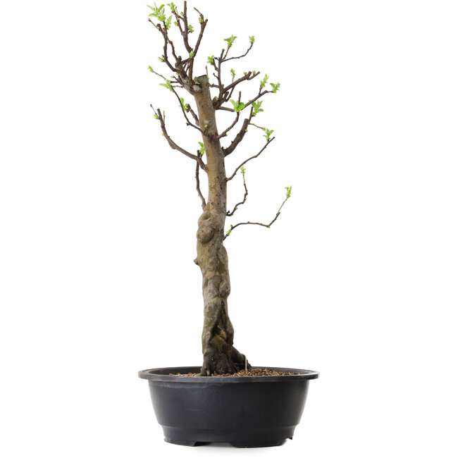 Pseudocydonia sinensis, 63 cm, ± 12 ans