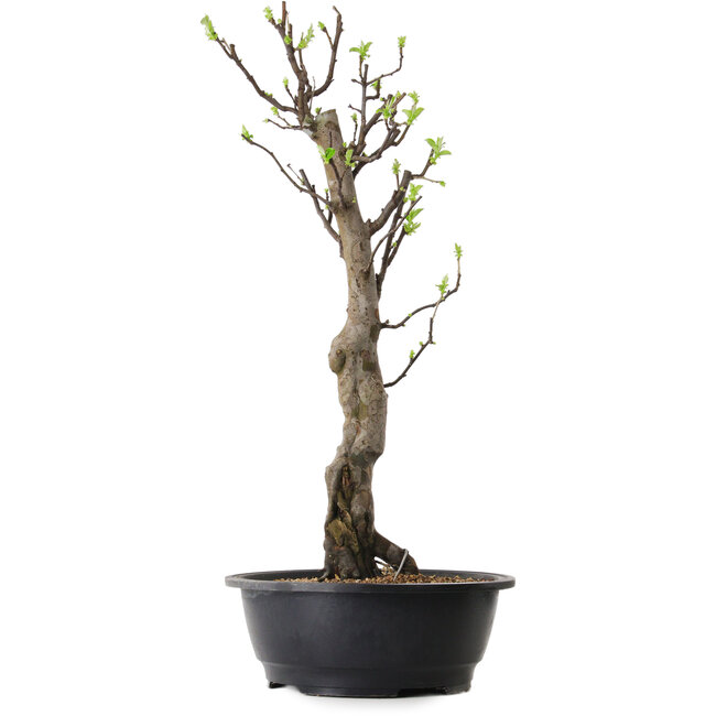Pseudocydonia sinensis, 63 cm, ± 12 ans