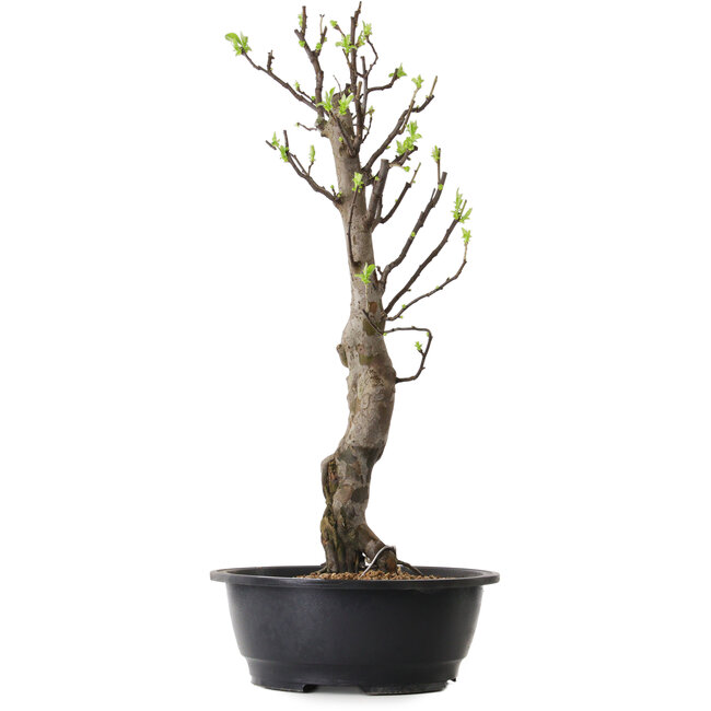Pseudocydonia sinensis, 63 cm, ± 12 ans