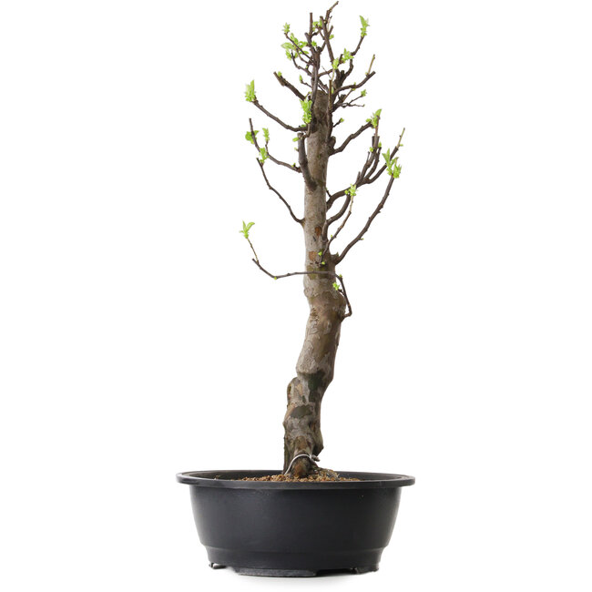 Pseudocydonia sinensis, 63 cm, ± 12 ans