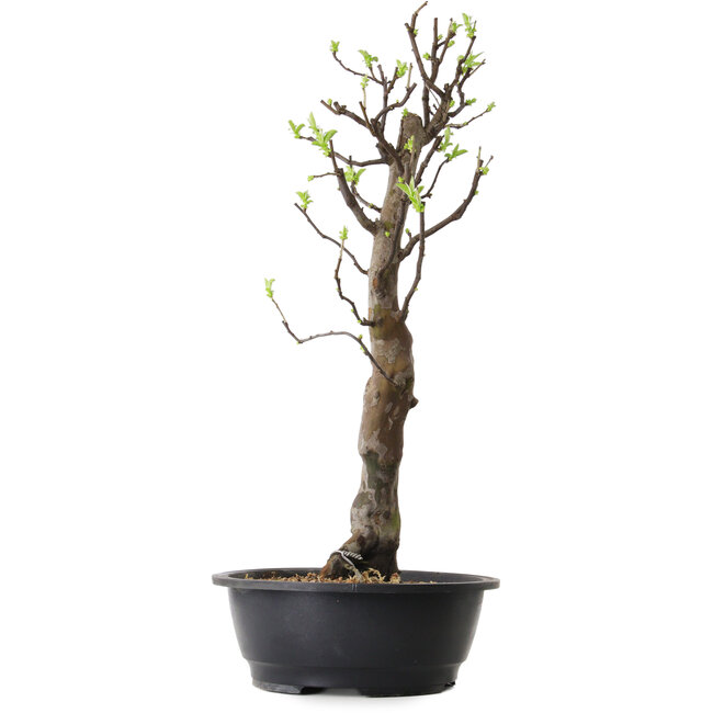Pseudocydonia sinensis, 63 cm, ± 12 ans