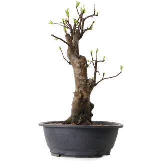 Pseudocydonia sinensis, 63 cm, ± 12 ans
